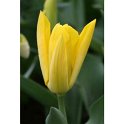 Tulipa fosteriana ' Yellow Purissima' PB 12